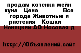 продам котенка мейн-куна › Цена ­ 35 000 - Все города Животные и растения » Кошки   . Ненецкий АО,Носовая д.